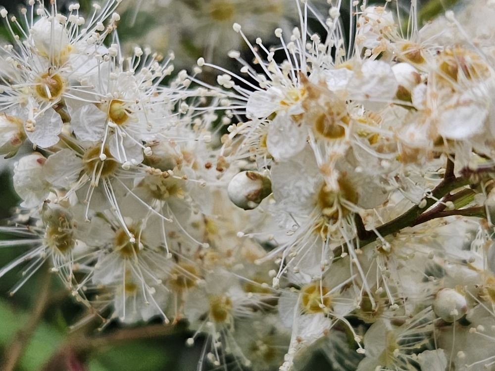 Photograph by arikacat