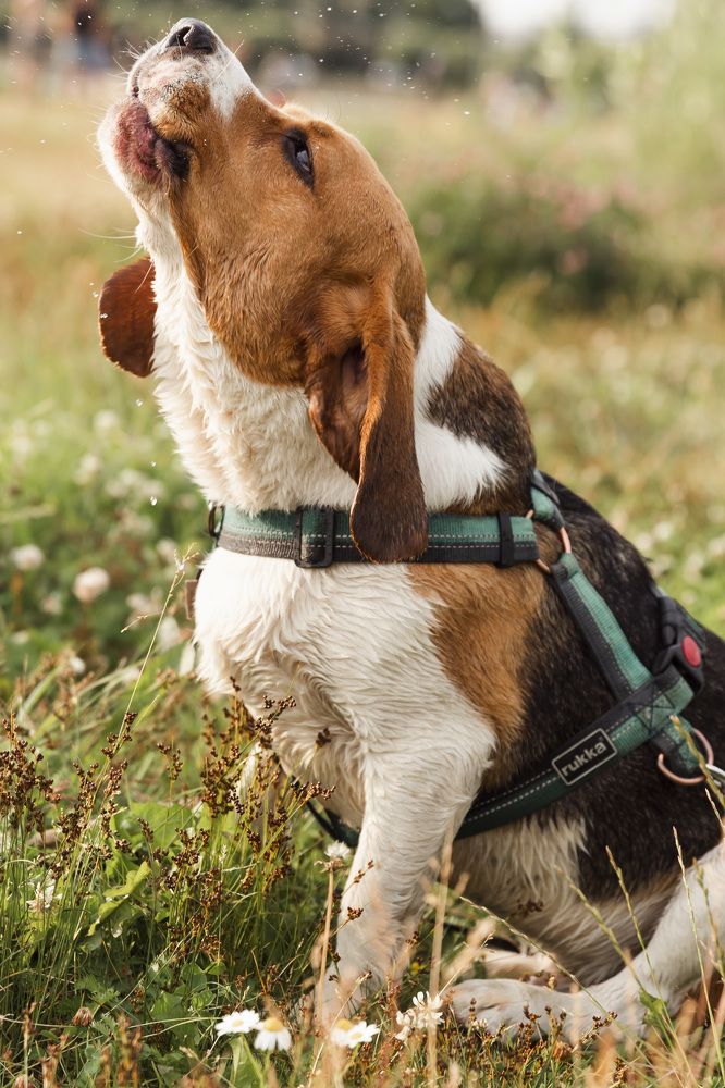 Фотография автора Татьяна Степанова