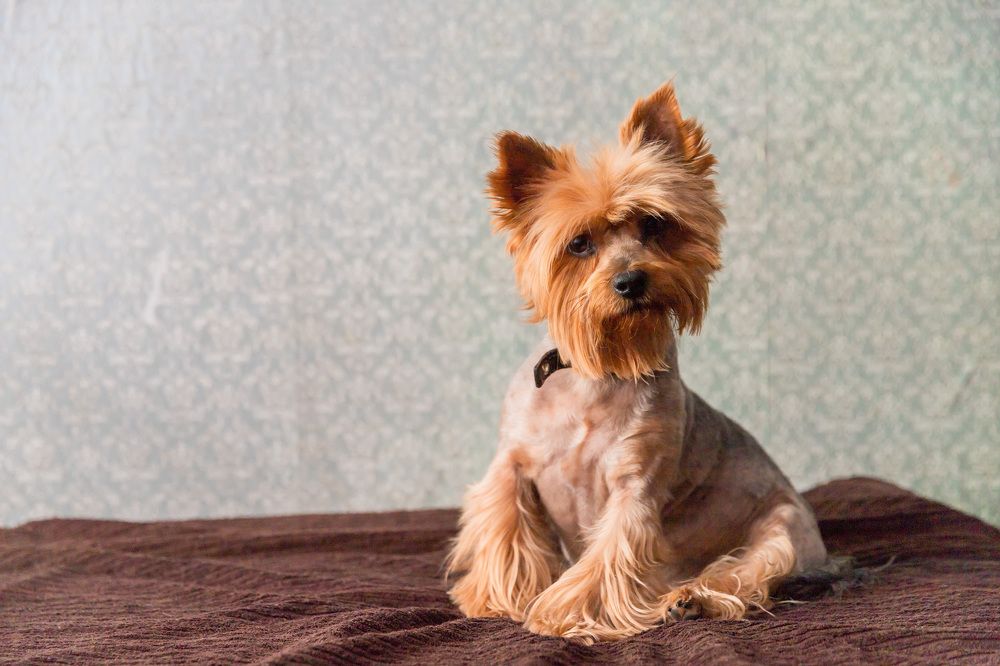 Фотография автора Татьяна Степанова