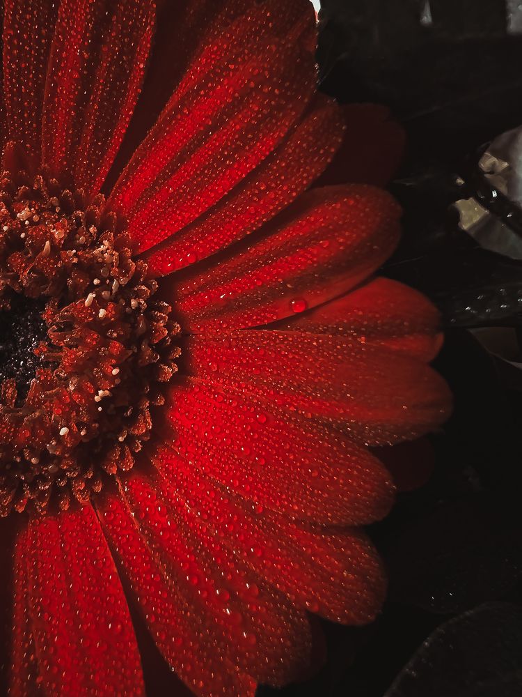 Photograph by Ganna Lobodenko