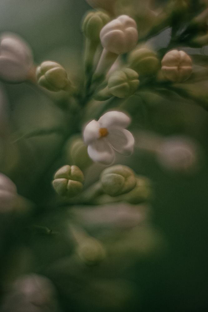 Фотография автора Воробьёва Анна