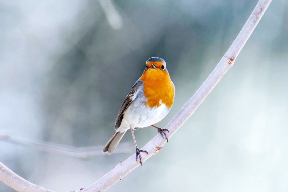 Photograph by Claudio Bonaccorsi