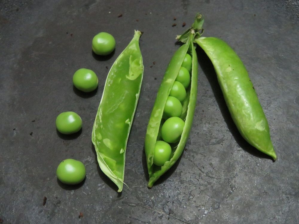 Photograph by Susmita Paul