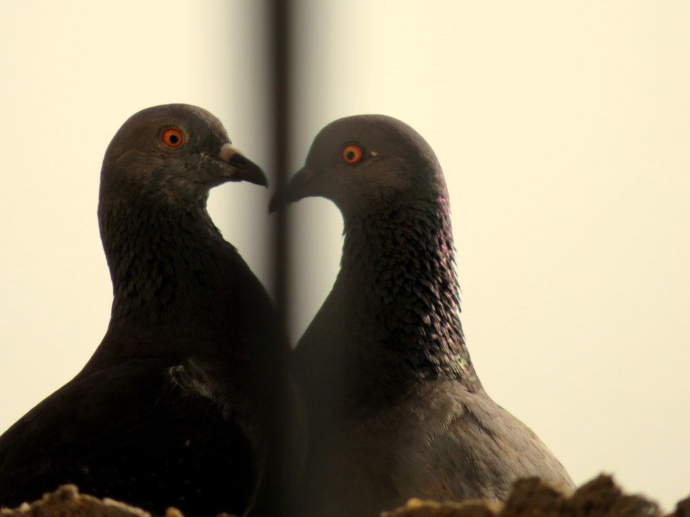 Photograph by Susmita Paul