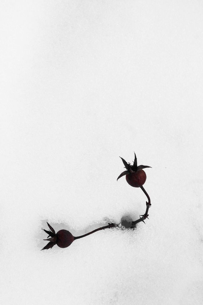 Photograph by Наталья Шёлкова