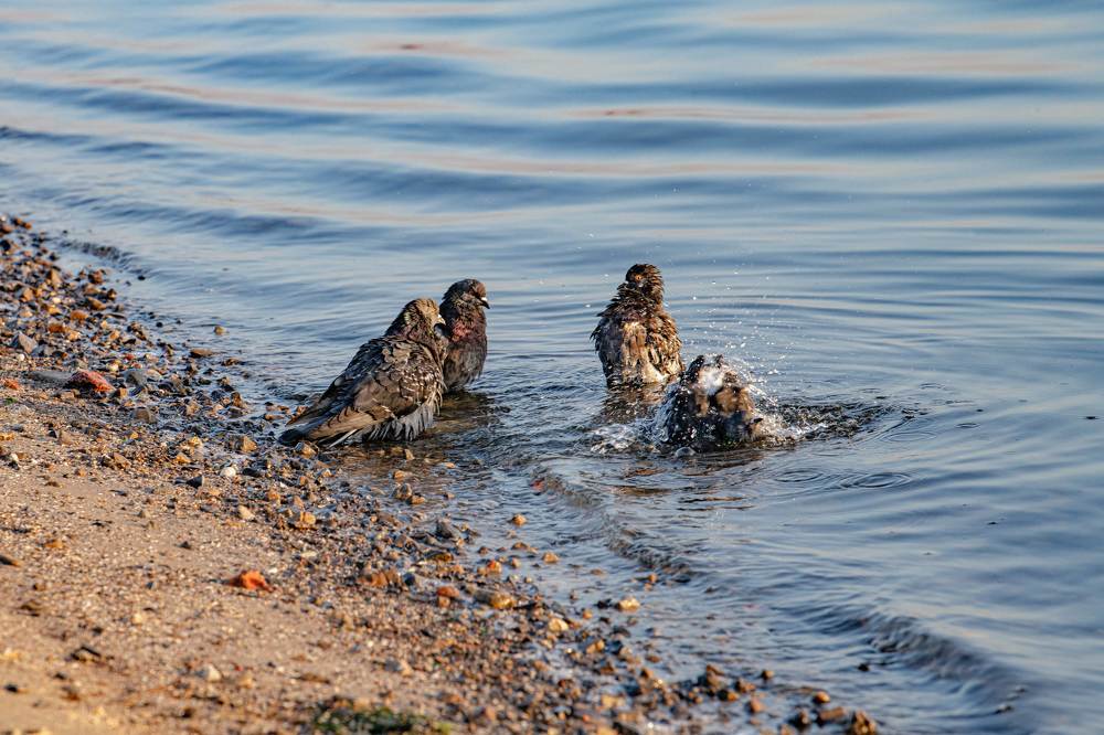 Семья на пляже.