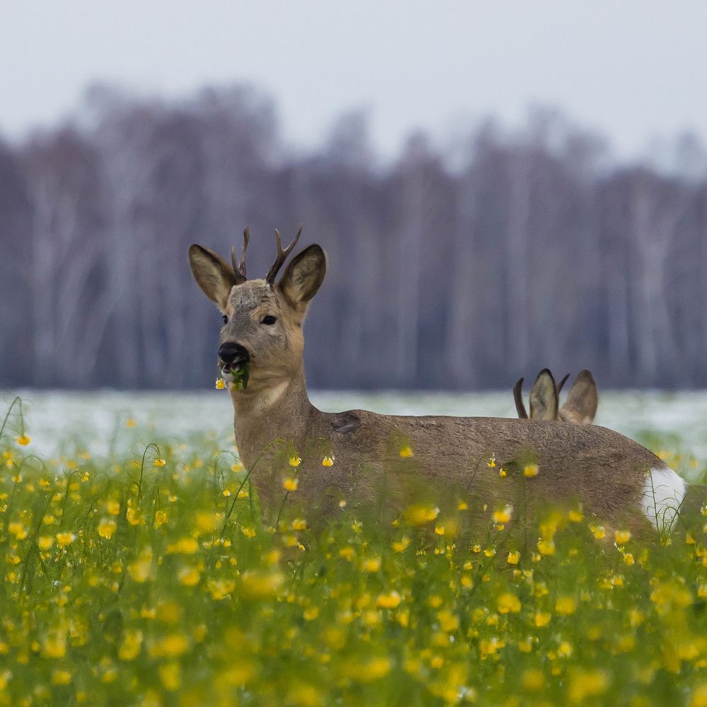 Photograph by Максим Фролов