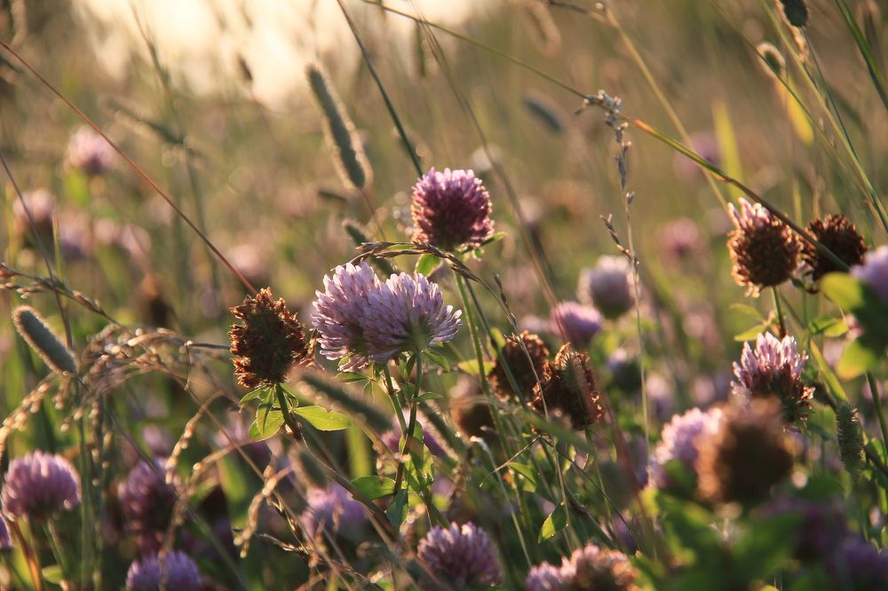 Фотография автора Анастасия Зверева