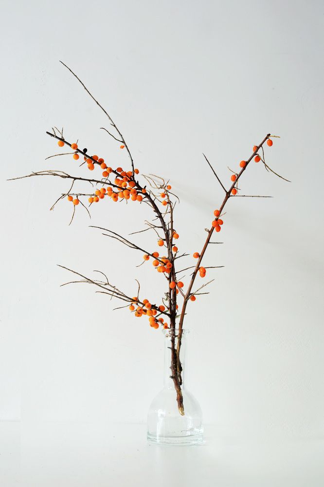 Танец сладкой колючки