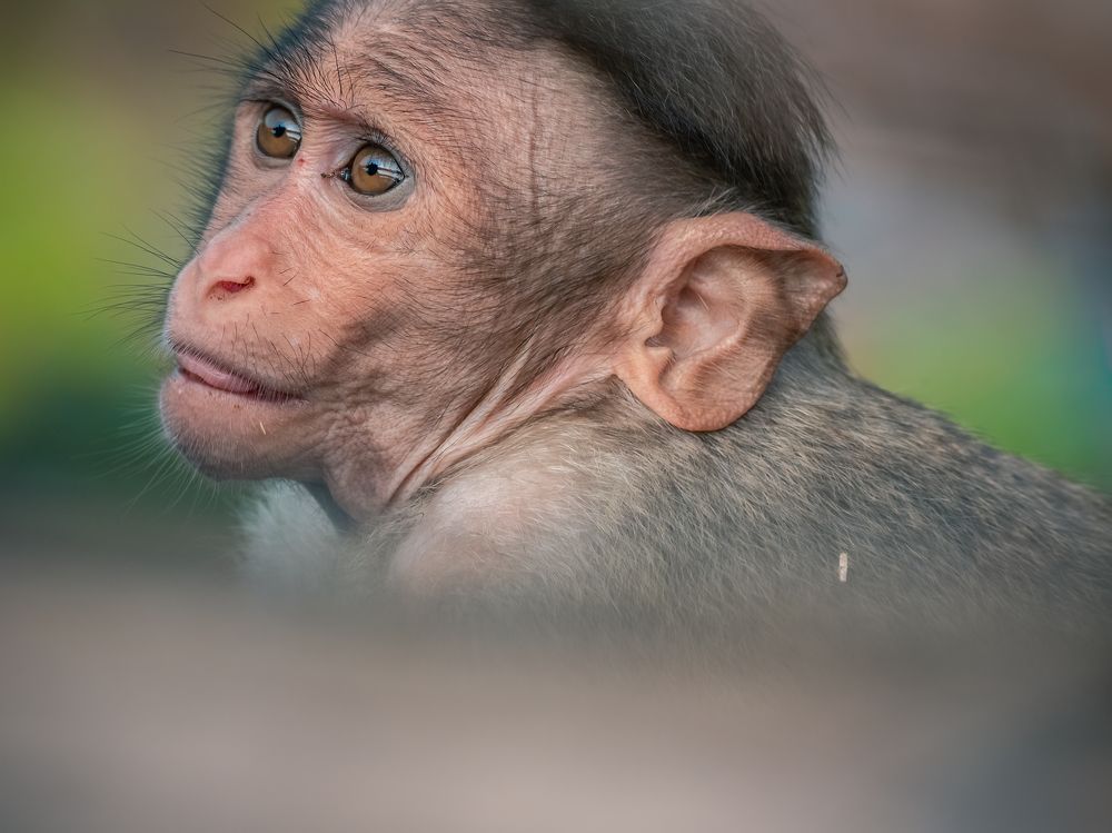 Photograph by Aboobacker Siddique