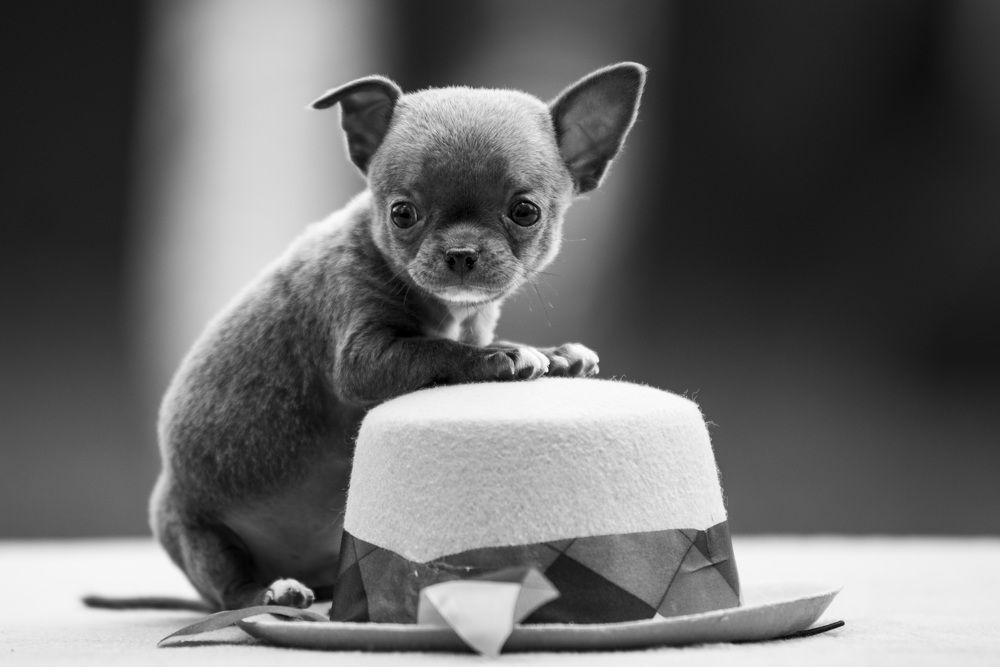 Стильный джентльмен