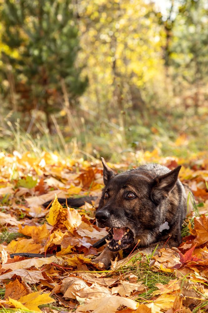 Photograph by Елена Овчинникова