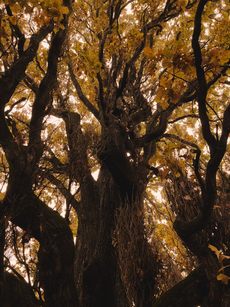 Photograph by Алиса Нежинская