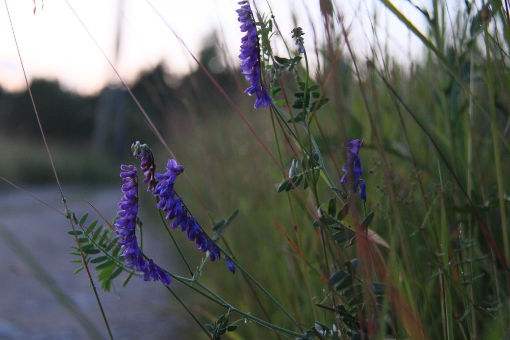 Фотография автора Анастасия Зверева