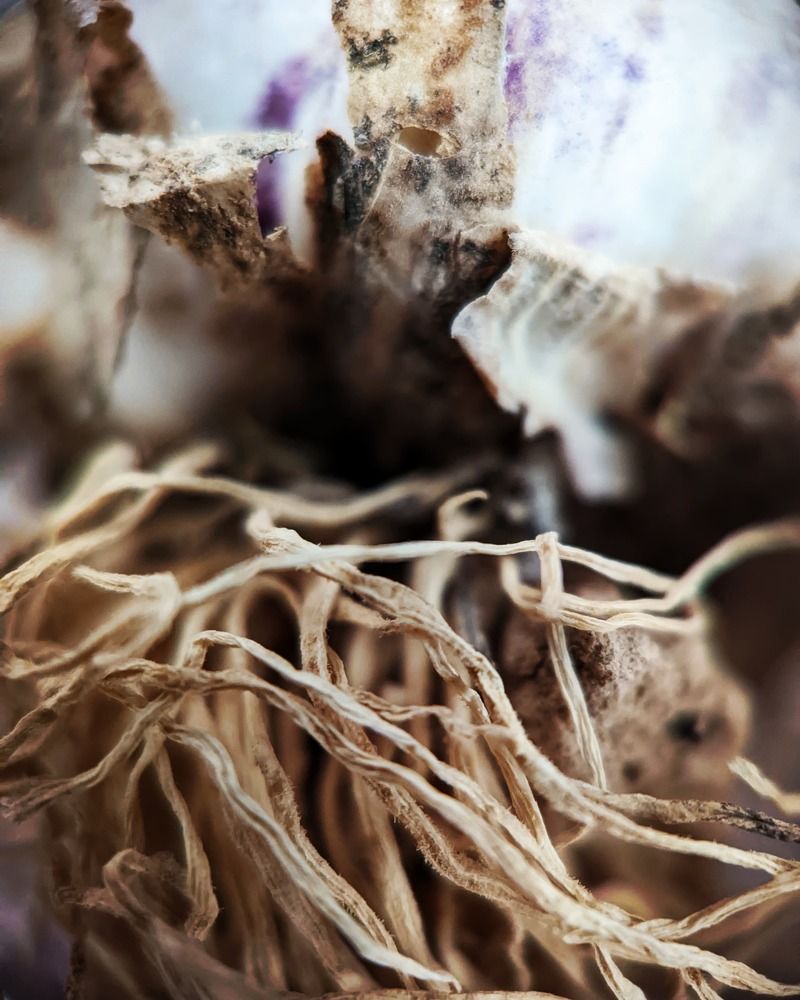 Photograph by Abdsalam Edward