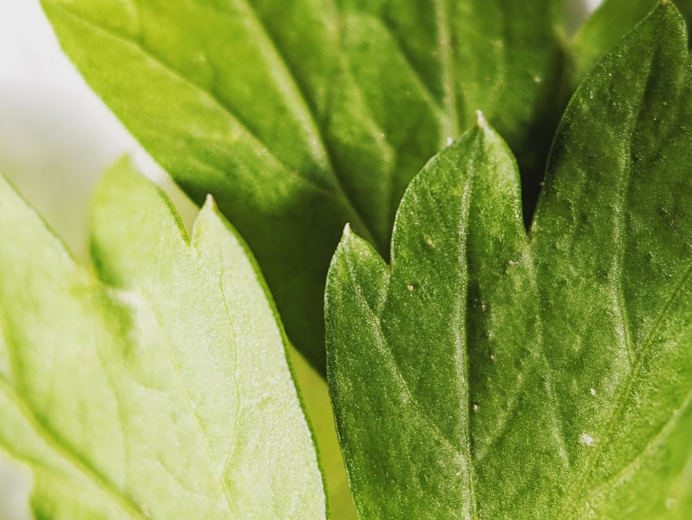 Photograph by Abdsalam Edward