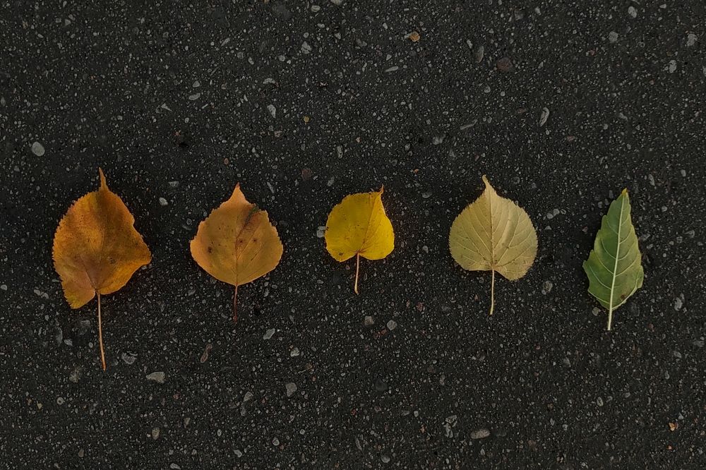 5 оттенков осени