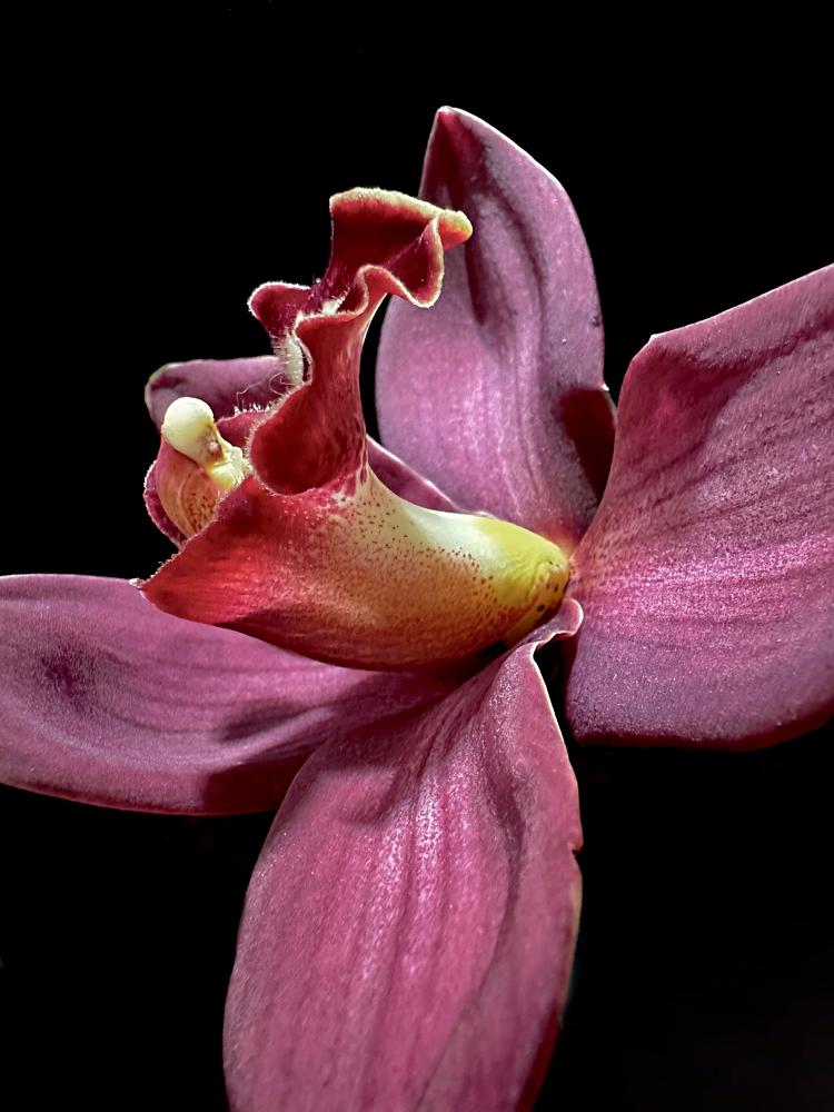 Photograph by Svetlana Rashidova