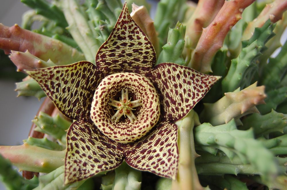 Photograph by Janis Serdienis