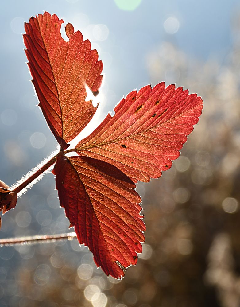 Photograph by Елена Гасенко