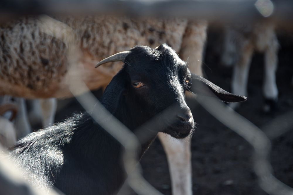 Photograph by Islam Traikia