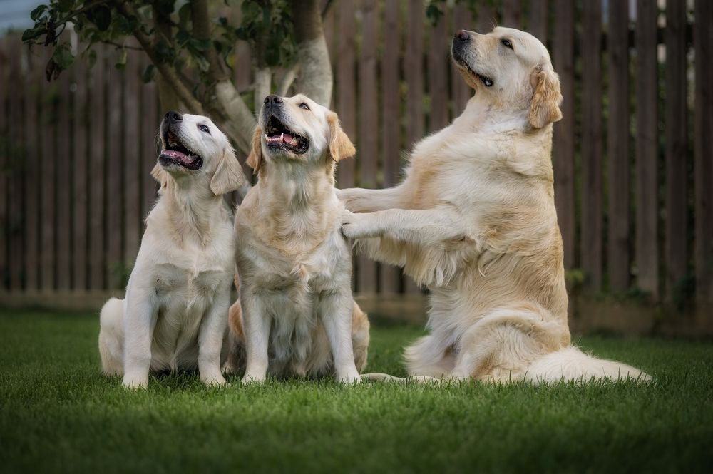 Photograph by Елена Раздвилова