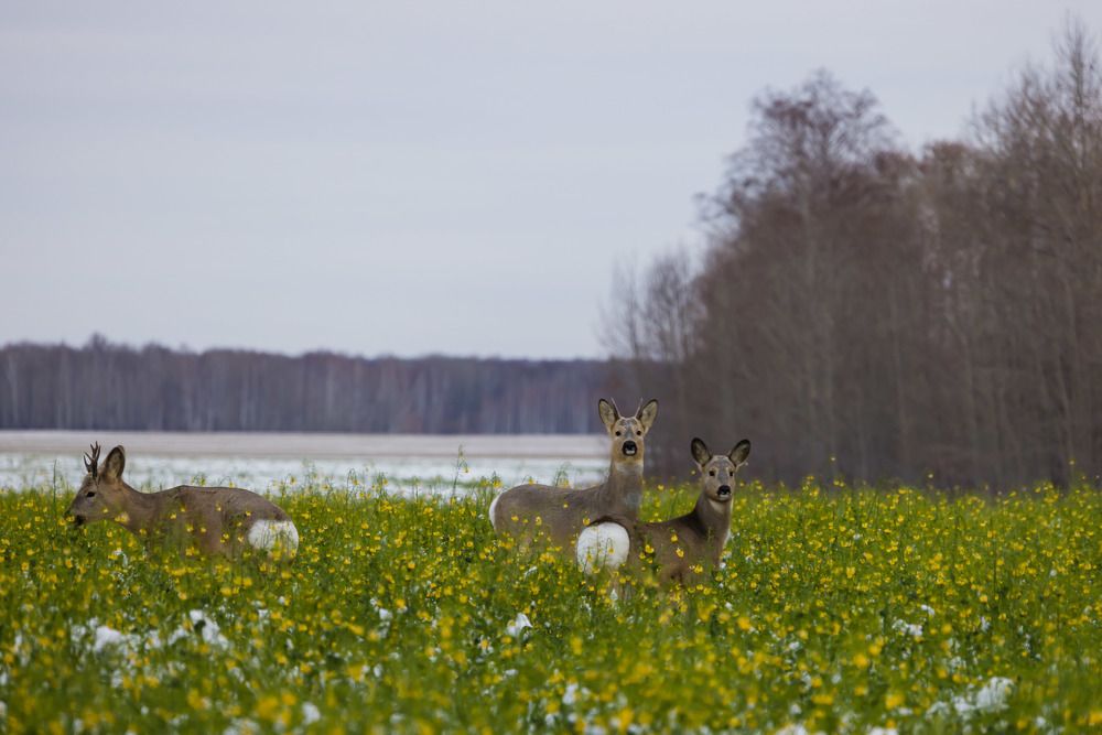 Photograph by Максим Фролов