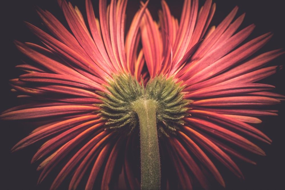 Photograph by Sumit Dhuper