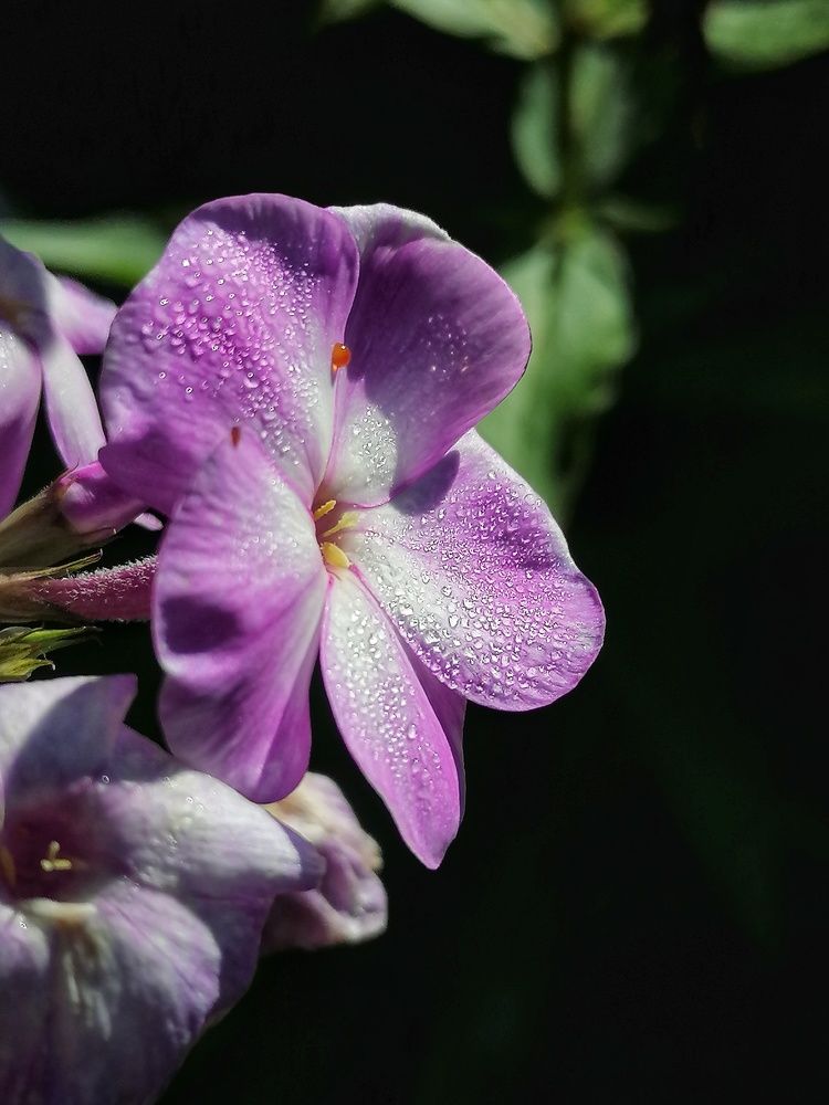 Photograph by Лилия Багдасарова