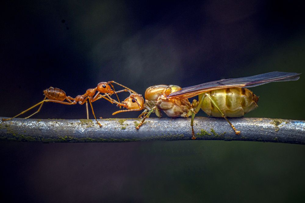 Фотография автора NeCoTi ChonTin