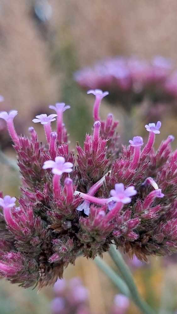 Photograph by Svitlana Usatenko