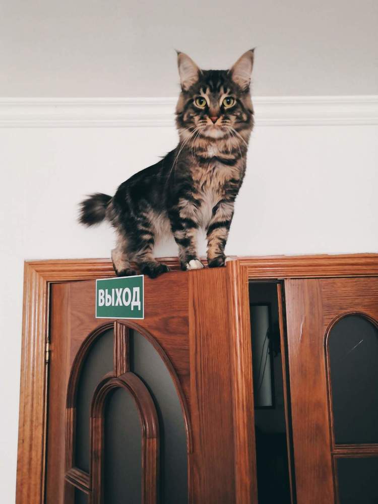 Кот Люпи