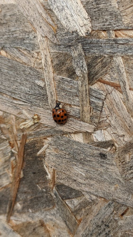 Фотография автора Васильева Ирина