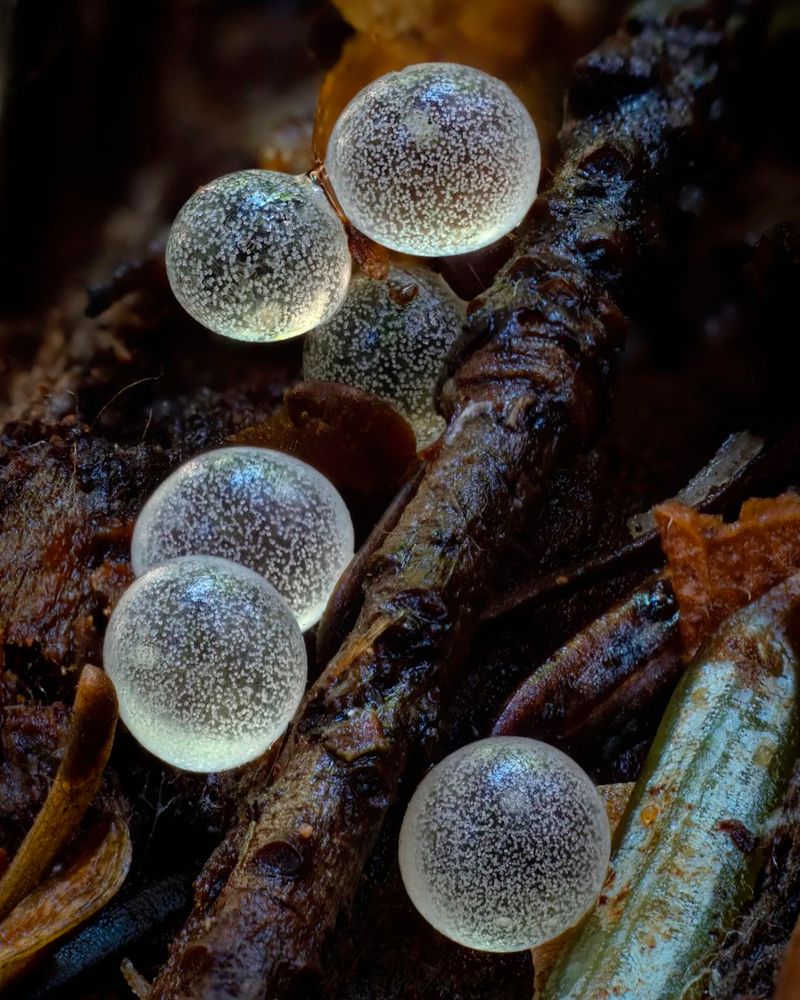 Photograph by Otto Acosta