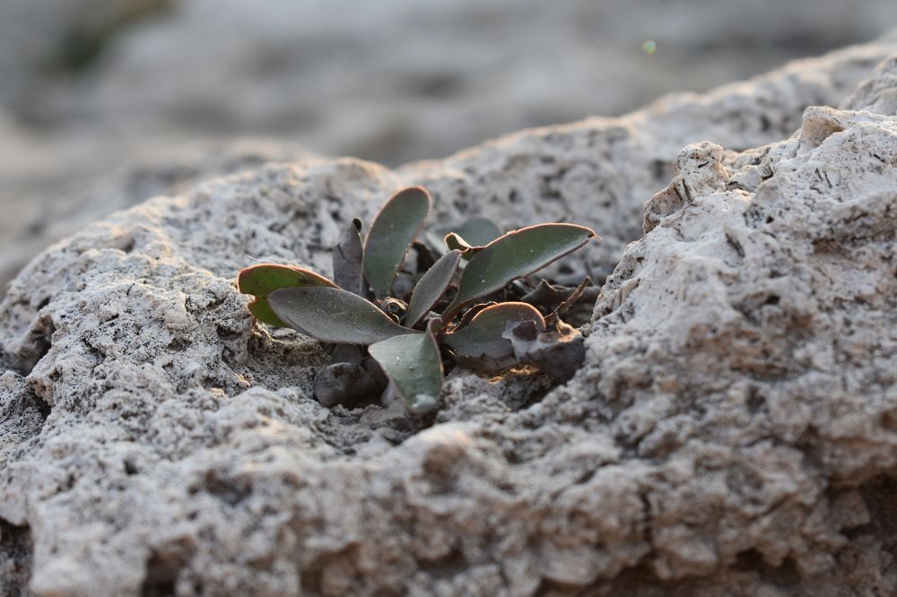 Фотография автора АНАСТАСИЯ ЛЕВИНА