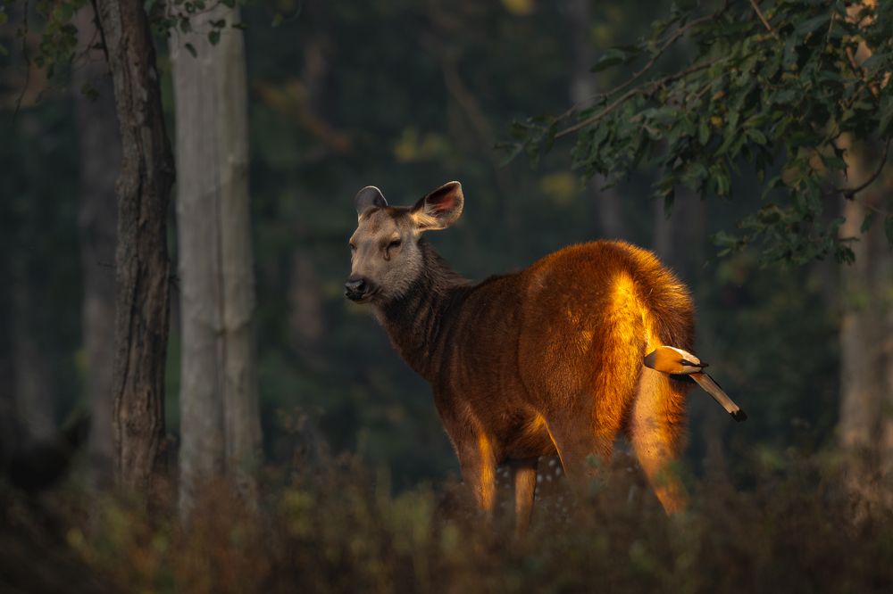Photograph by Narayanan Iyer