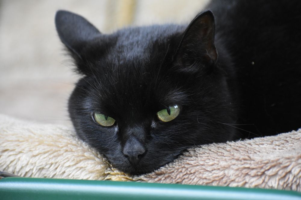 Фотография автора АНАСТАСИЯ ЛЕВИНА