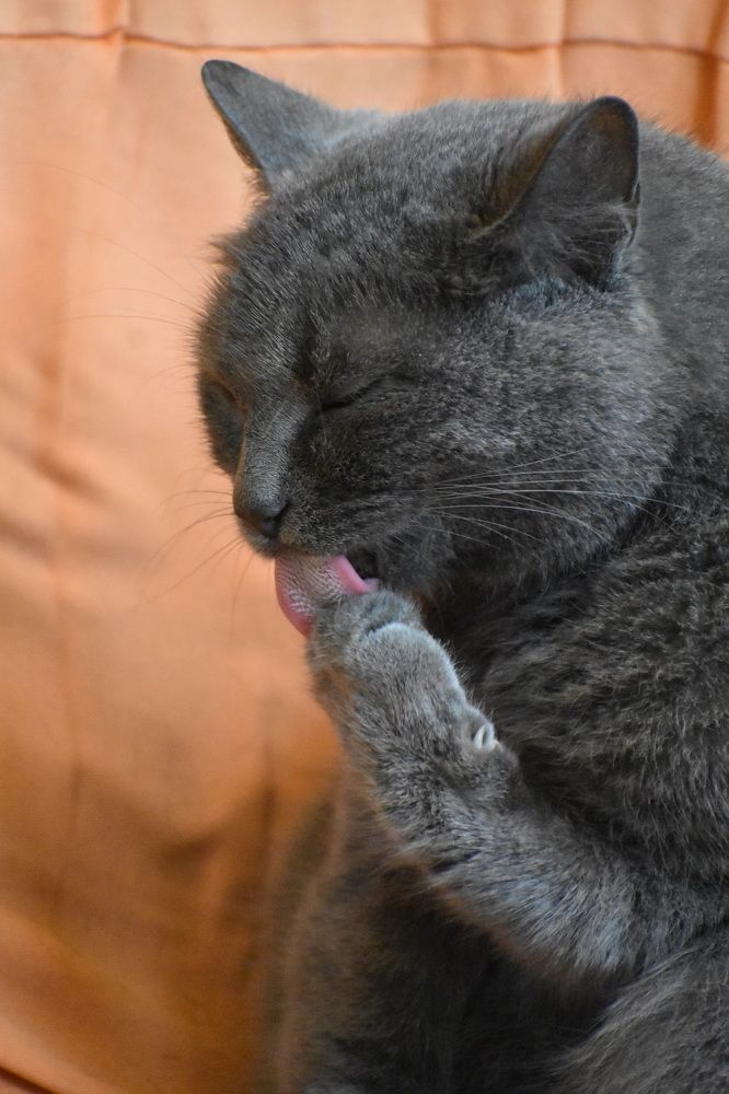 Фотография автора АНАСТАСИЯ ЛЕВИНА