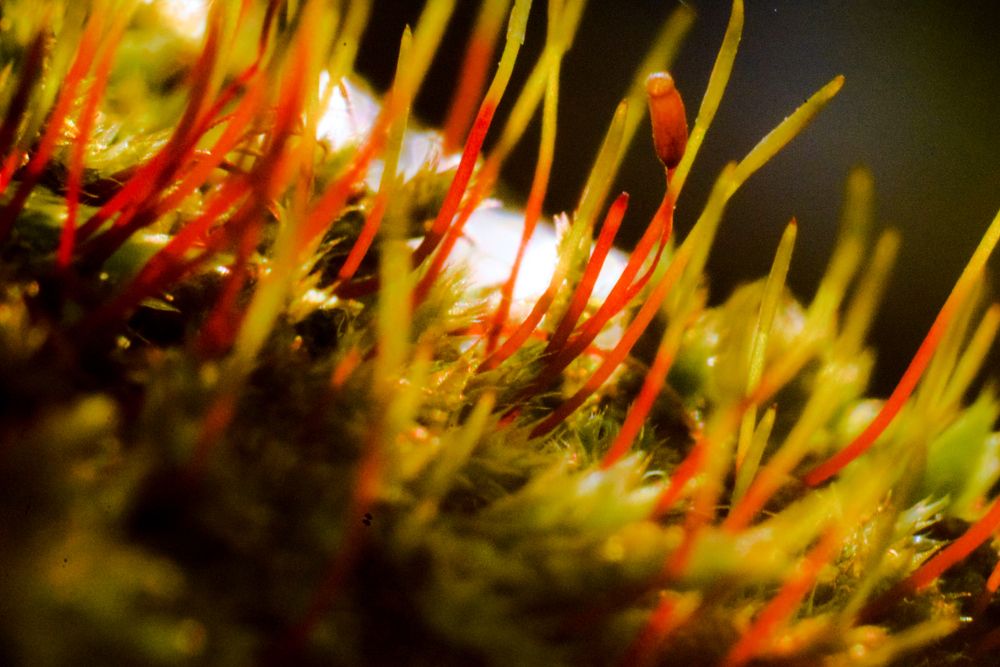 Photograph by Onyx X