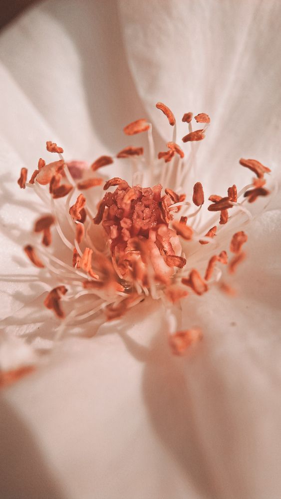 Plant Microcosm