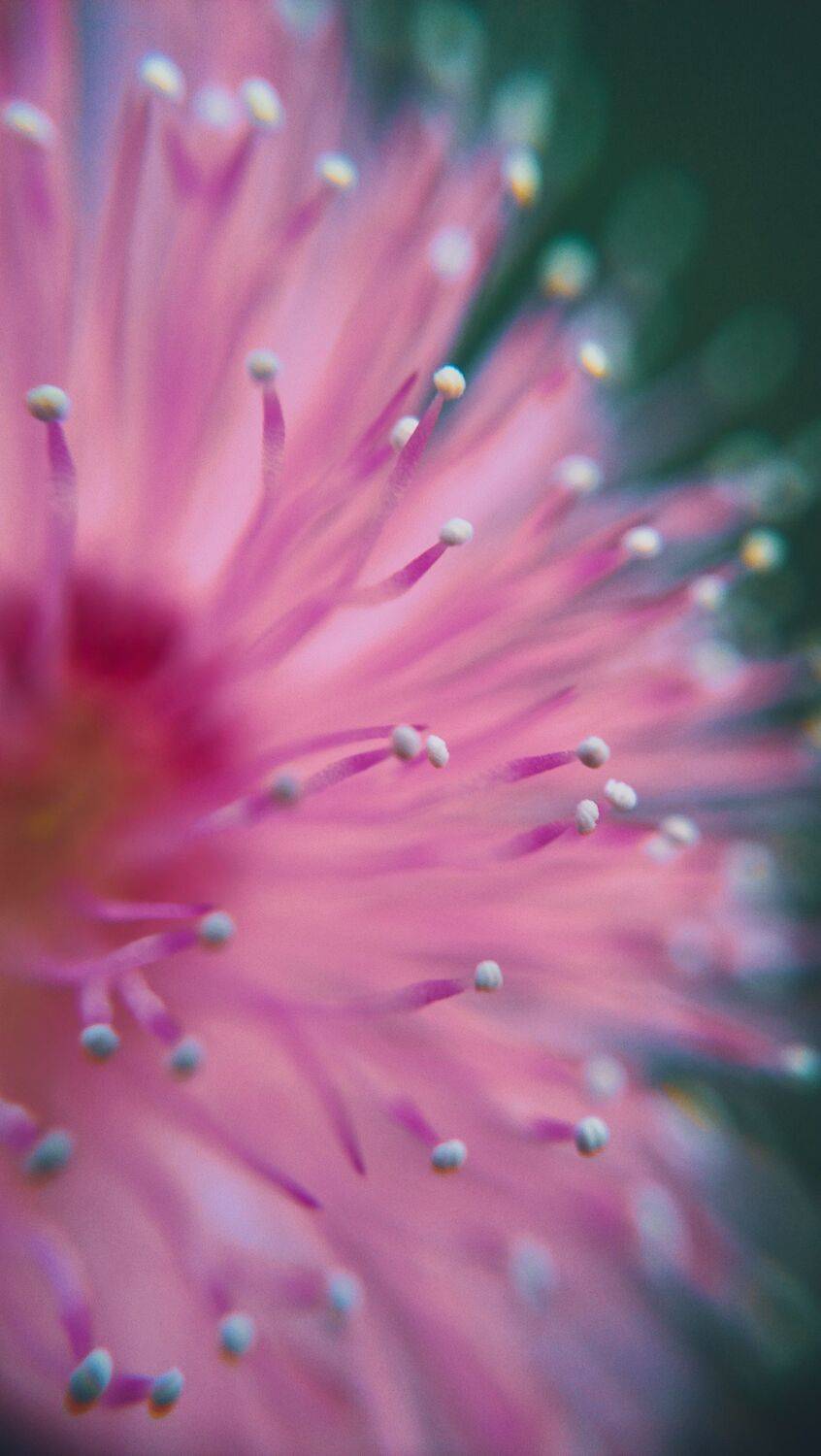 Plant Microcosm