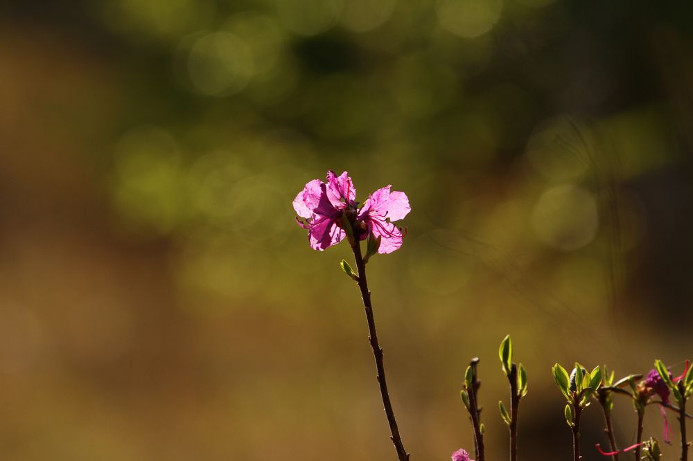 Photograph by Aleksey Maevskiy