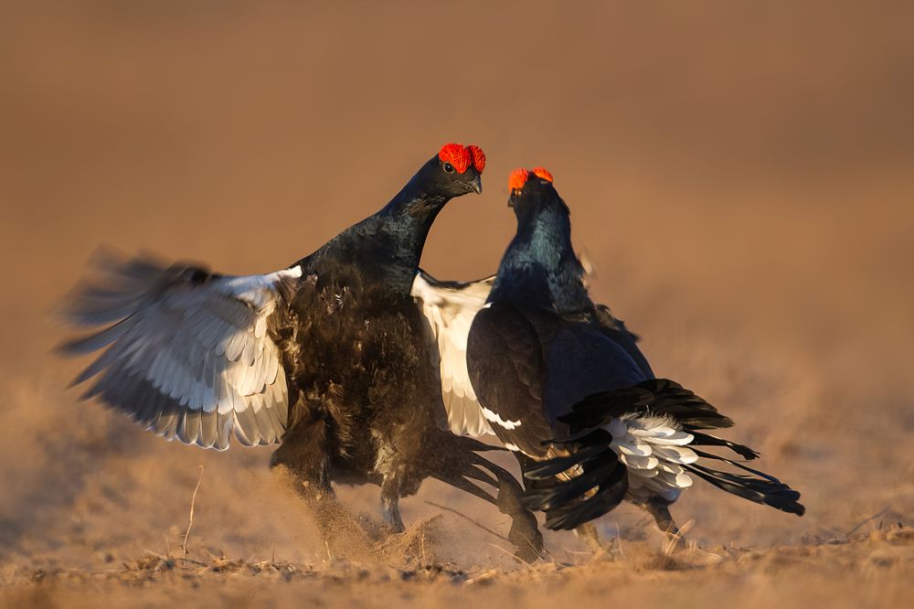 Фотография автора Vyacheslav Lozhkin