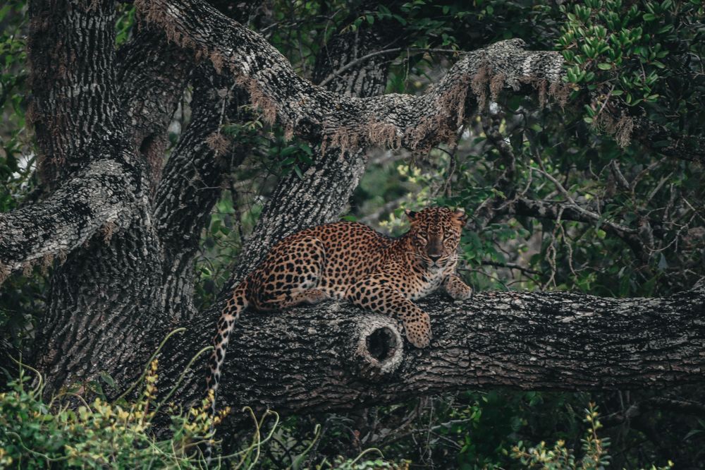 Photograph by Dipanjan Ray