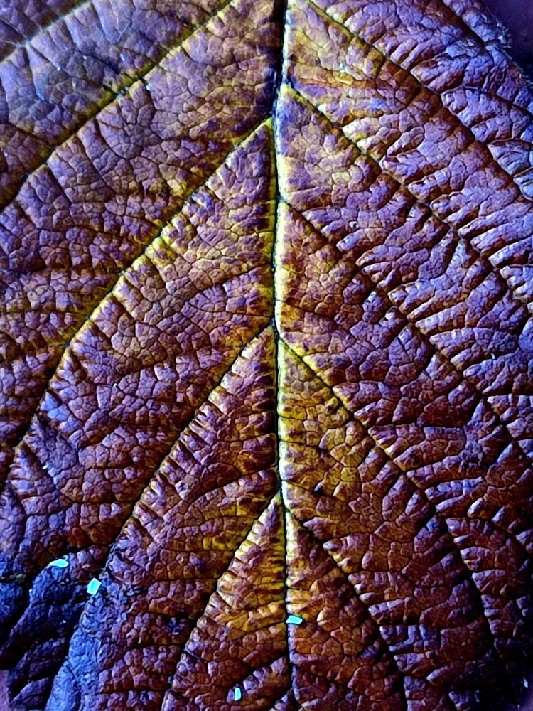 Photograph by Galina Novichkova