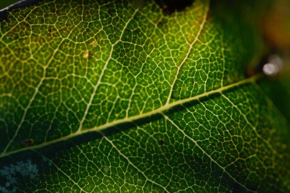 Photograph by Олег Сальников