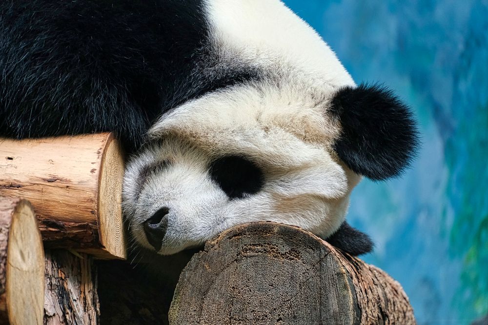 Photograph by Ильдар Балеев