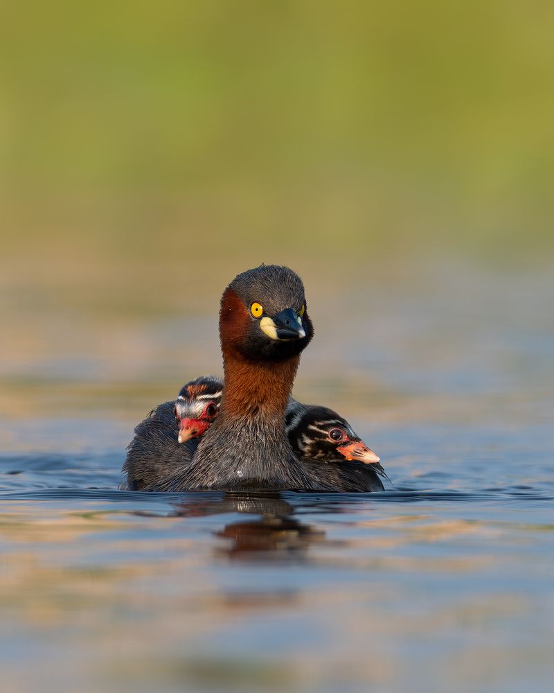 Photograph by Mainak Halder