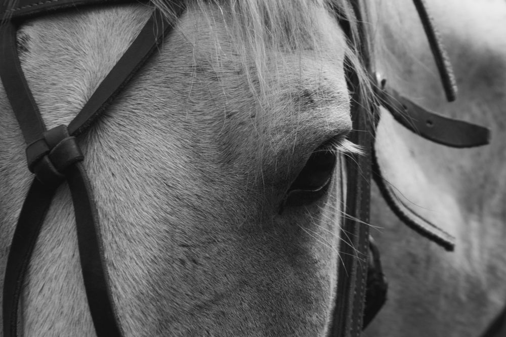 Лошадь тоже может мечтать