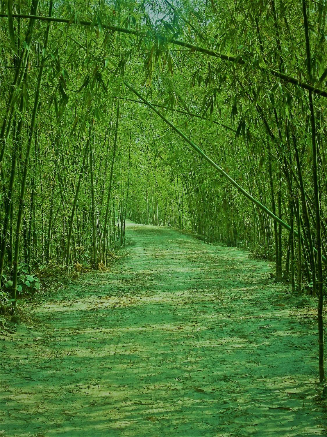 Road to green